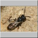 Mimumesa sp - Grabwespe 09c 6-7mm mit Zikade - OS-Hasbergen-Lehmwiese.jpg